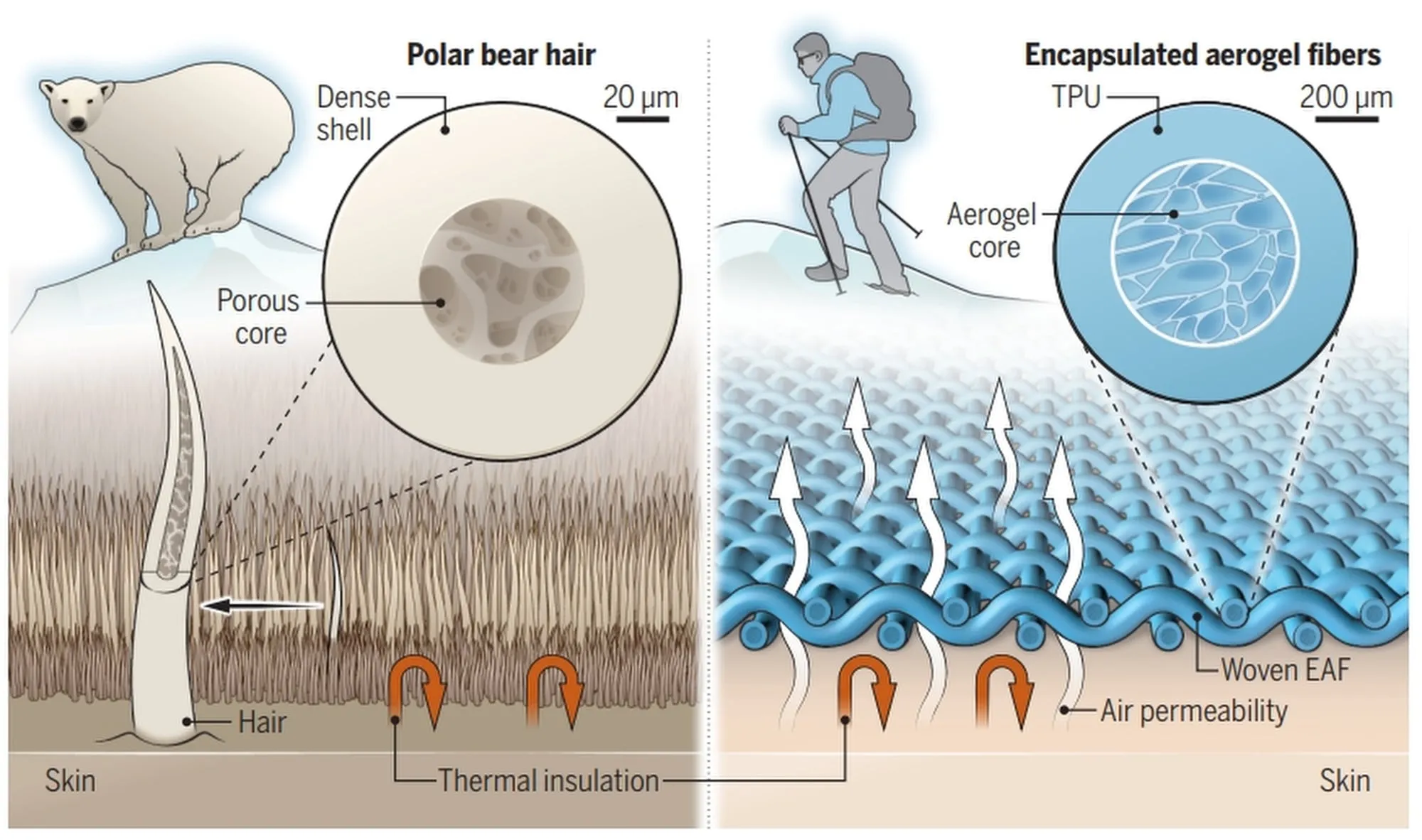 Learning from polar bears, China’s aerogel fibre weaves a way for ultra-thin winter clothing(图1)